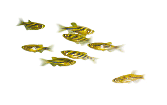 parkinsons-zebrafish